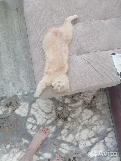 Случка кота