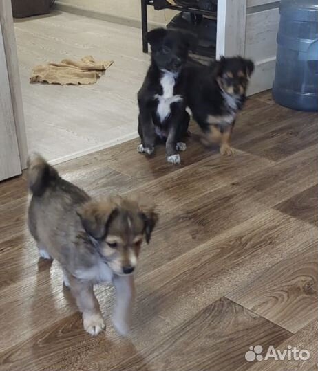 Щенки