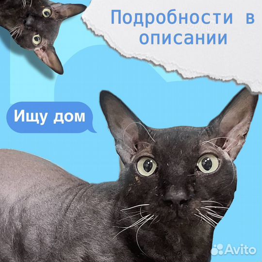 Велюровый сфинкс