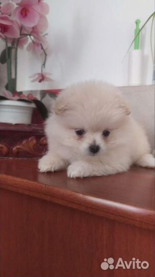 Шпицу разные. Доставка из Челябинска