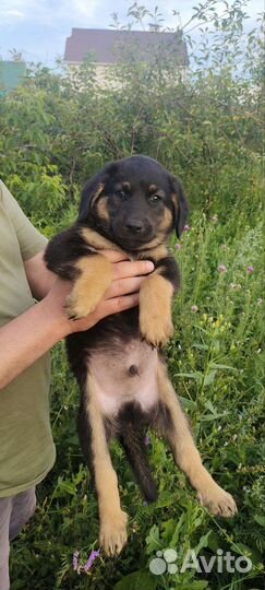 Отдам бесплатно животные