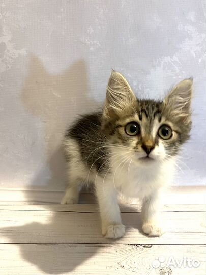 Котята бесплатно