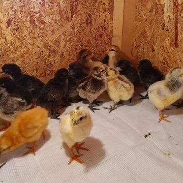 Цыплята несушки
