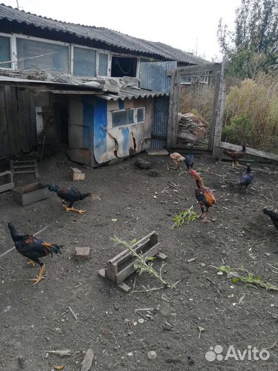 Бойцовые петушки