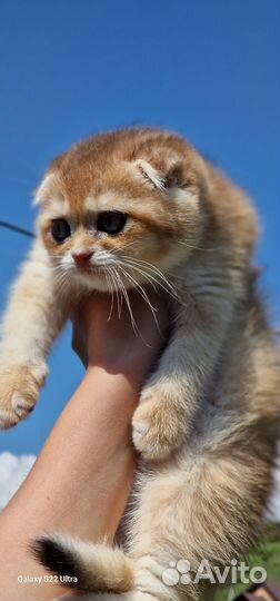 Шотландские котята