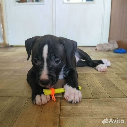Американский Питбультерьер Щенок