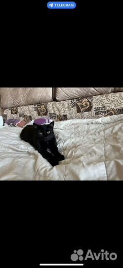 Черный котик