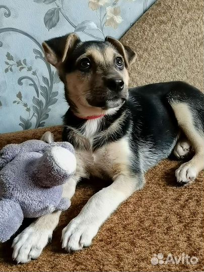 Собака щенки в добрейшие руки