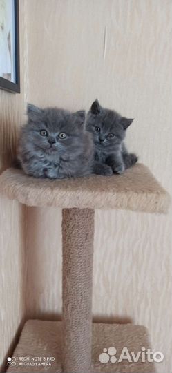 Кошечка британской породы