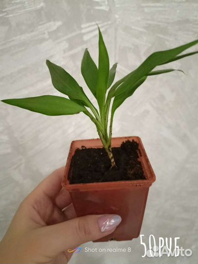 Кордилина(Пальма)