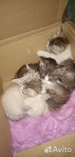 Кошки в добрые руки бесплатно