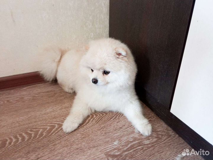 Стрижка(груминг) собак йоркширский терьер, шпиц