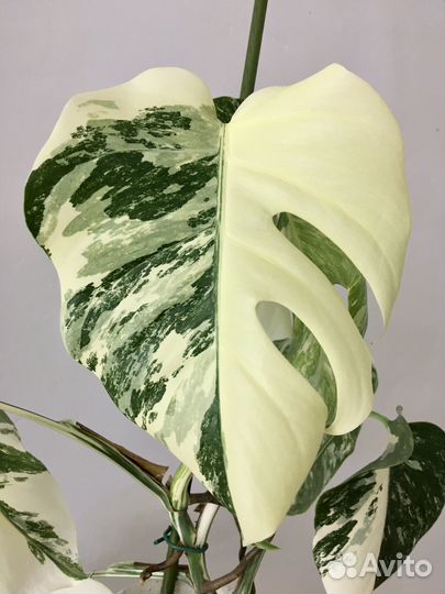 Монстера альба