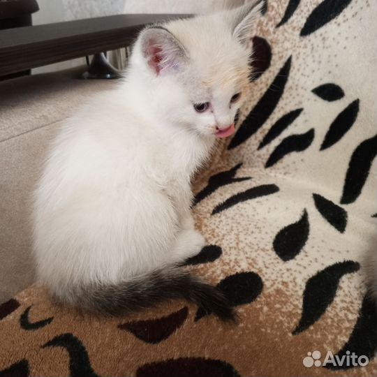 Кошка в дар бесплатно