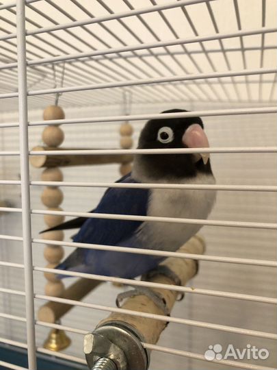 Попугай неразлучники