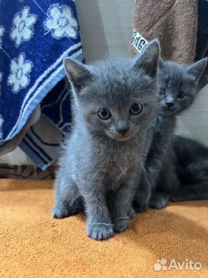 Котята 1,5 месяца