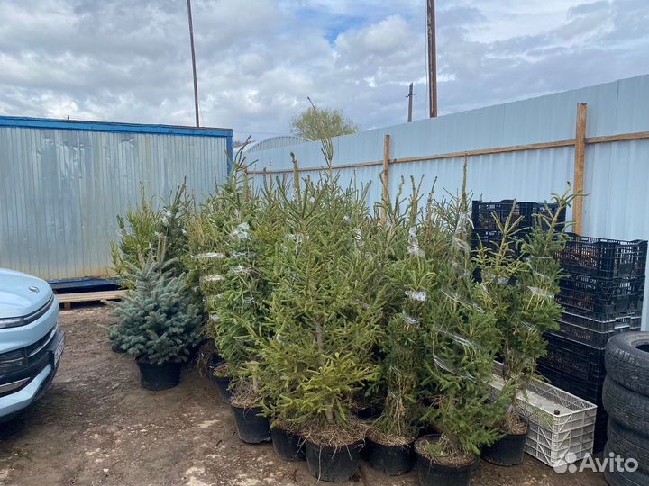 Елка в горшке