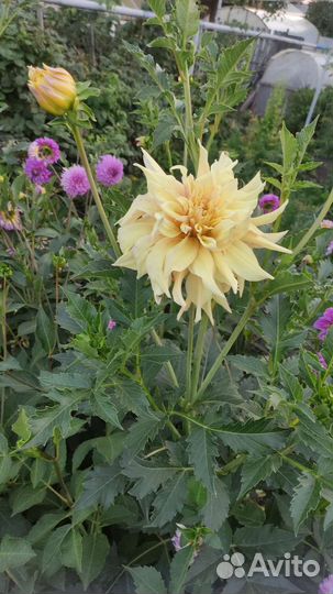 Георгины клубни