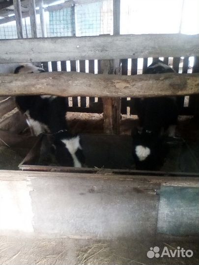 Бычки на откорм