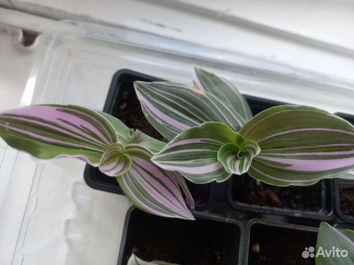 Традесканция нанук розовая