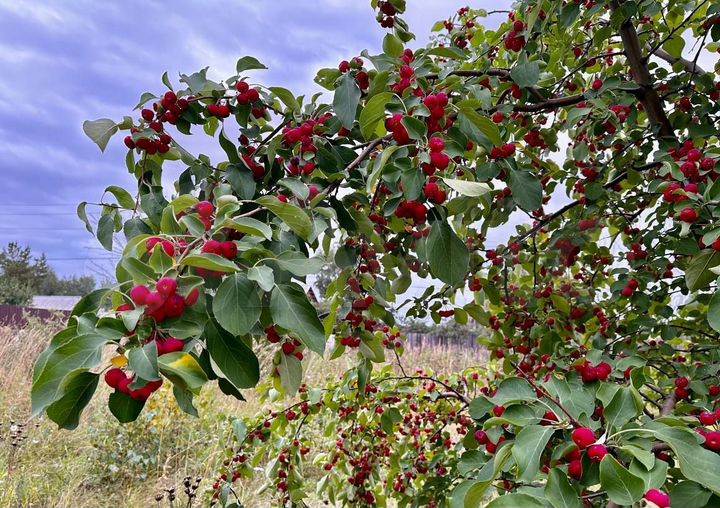 Участок 15 сот. (СНТ, ДНП)