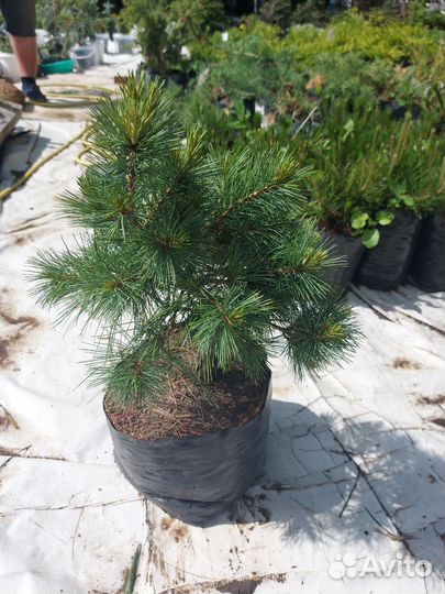 Сосна Блю Шег 30см