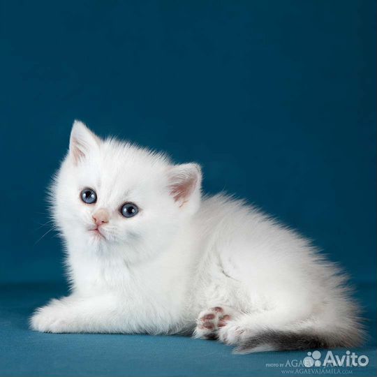 Девочка серебристая шиншилла колор поинт