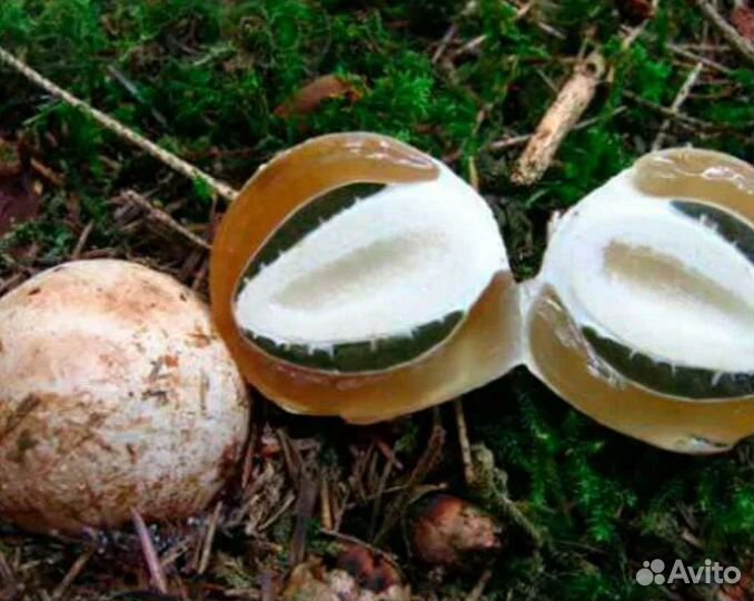 Веселка, гриб