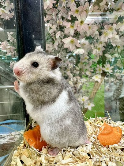 Сирийский хомяк