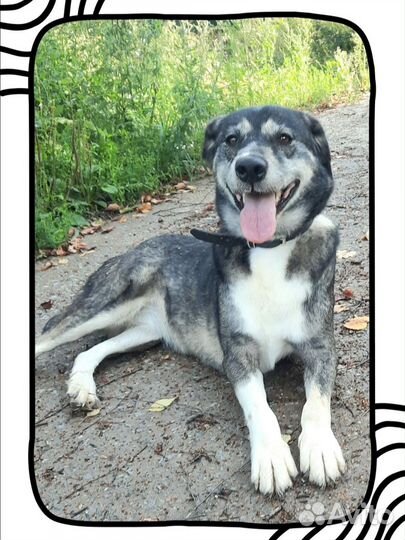 Собака в добрые руки