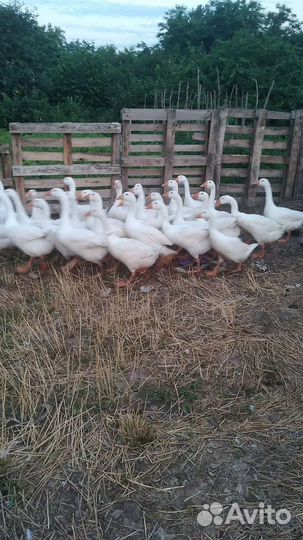 Гуси породы Линда