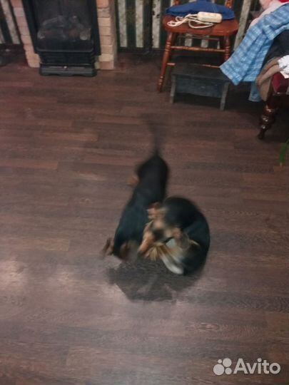 Собака в добрые руки отдам бесплатно