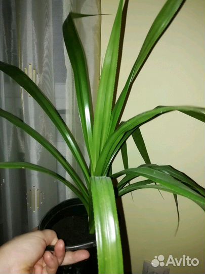 Пальма Панданус