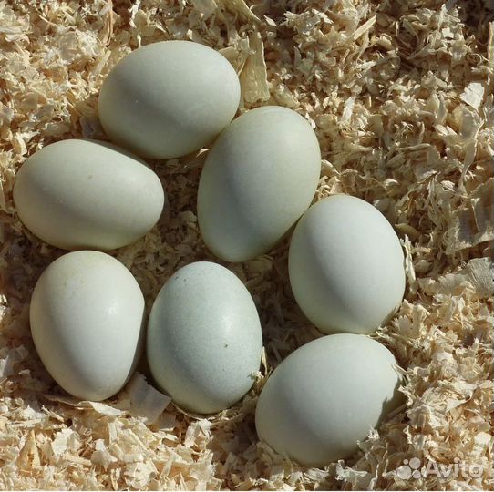 Свежие утиные яйца