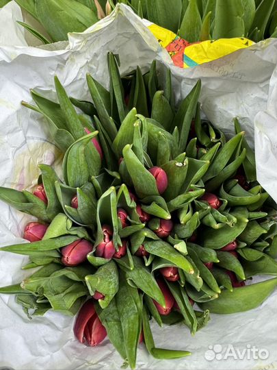 Тюльпан розница