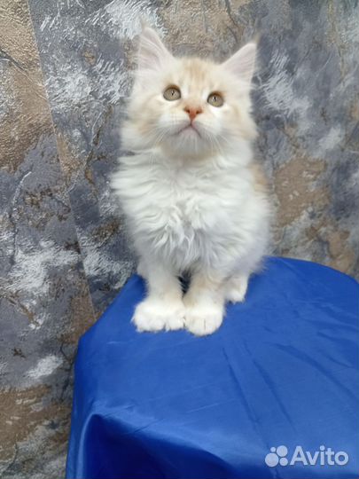 Котята мейн-кун