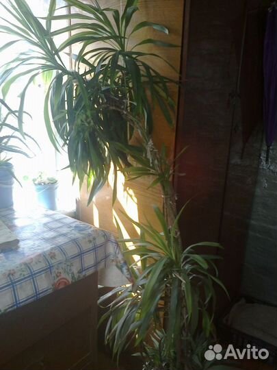 Продам пальму