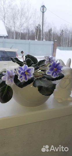 Продажа фиалок