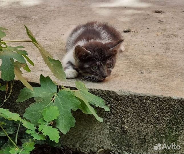 Чудесные котята ищут добрые руки