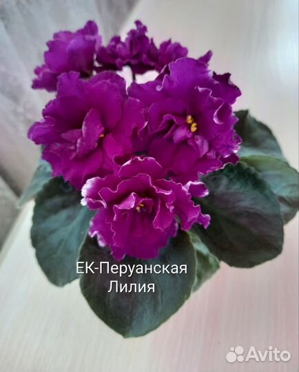 Детки сортовых фиалок