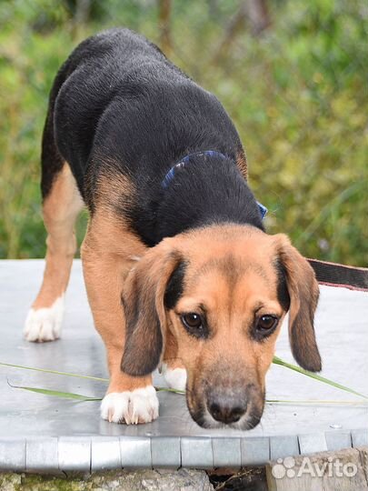 Щенок в добрые руки
