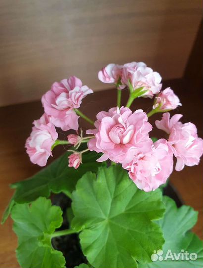 Герань розебрудная розовая