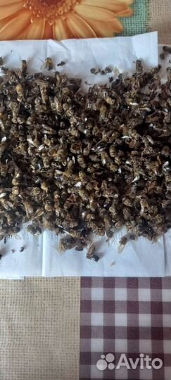 Пчелы сушёные