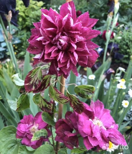 Крупноцветковые клематисы