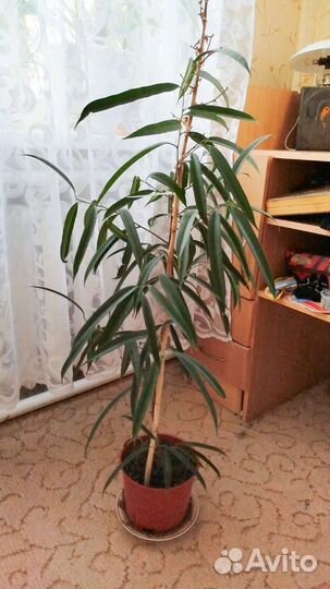 Цветок фикус али