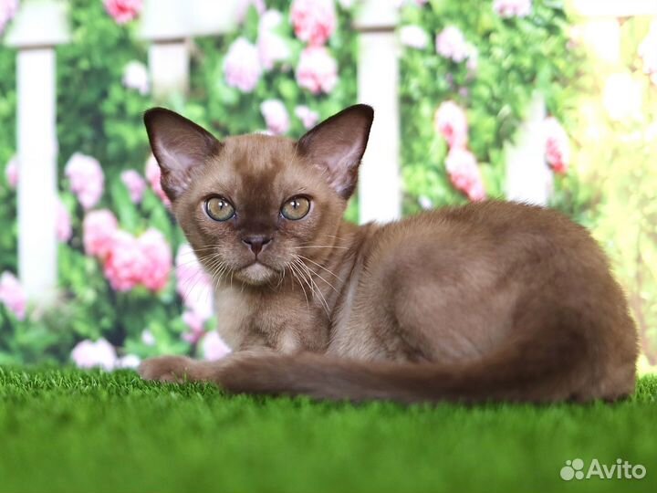 Котенок бурма