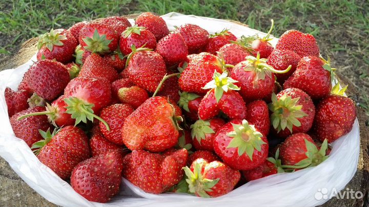 Клубника свежесорванная