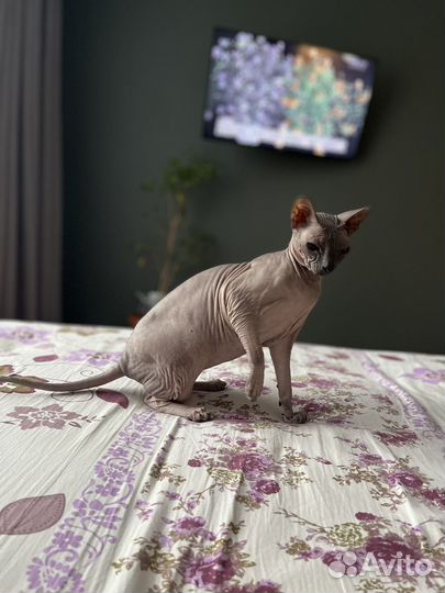 Донской сфинкс кошка
