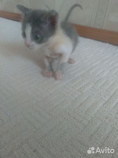 Котята в добрые руки бесплатно