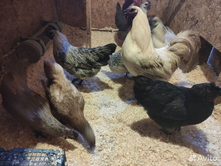 Инкубационное яйцо лакеданзи